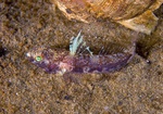 Lebutus scorpioides female