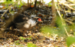 Kalij Pheasant.