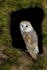 BARN OWL / REF BO 1