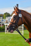 141023-Race 2-Whiskey Pete-0824