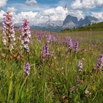 Fragrant orchids (Gymnadenia conopsea) growing in thousands on the Alpi di Suisi, July 2019