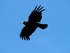 Chough