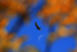 Free Bird