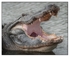 Wildlife Portfolio - 05