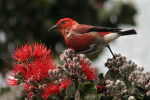 `Apapane on Lehua