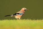 Eurasian Jay with peanut, Worcestershire
