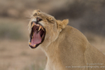 Lioness yawn