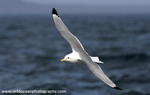 SBG024: Kittiwake