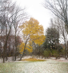 Red, Yellow, Green