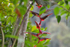 Bird of paradise