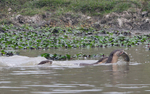 Otters family with a fish
