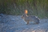 Cottontail