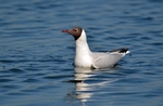 Black-headed Gull