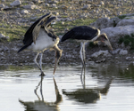 Wooly-necked Stork