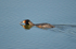 Great Crested Grebe