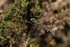 Southern Hawker.