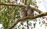 Spotted Owlet