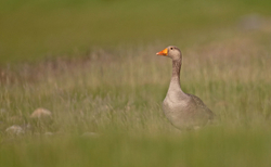 Wild Scotland portfolio