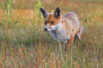 Fox in Meadow 4