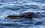 WDP008: Long-finned pilot whales