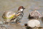 Spanish Sparrow