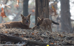 Dholes