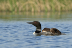 Common Loon chicks resting on adult's back, Minnesota, USA