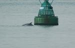 Bottlenose Dolphin