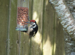 18th July Juvenile Great Spotted Woodpecker