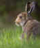 Mountain Hare, Isle of Mull ref mh3