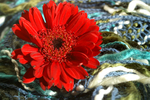 Flowers Set 06 - 06