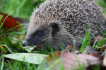 Hedge hog_ AGTO173