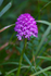 Pyramidal Orchid