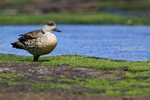 Crested Duck, Carcass Island, Falklands