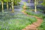 Path through Bluebell wood