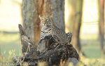 Female leopard on stage.