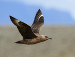 Great Skua flying, wings up, Iceland
