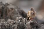 Galapagos Dove portfolio