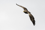 White-tailed Eagle
