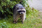 Raccoon - 1263