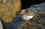 Purple Sandpiper