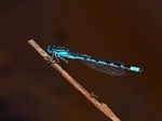 Azure Damselfly
