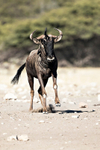Wildebeest