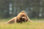 Brown Bear shakes head in rain, slow shutter speed, Alaska