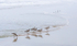 WILLETS AT SURF'S EDGE - HUNTINGTON STATE PARK, SC, SC
