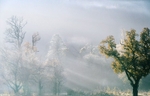 frost in the rising sun