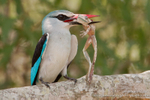 Woodlands Kingfisher kill