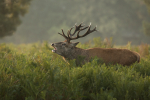 Red Deer