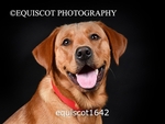 equiscot1642