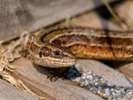 Common Lizard